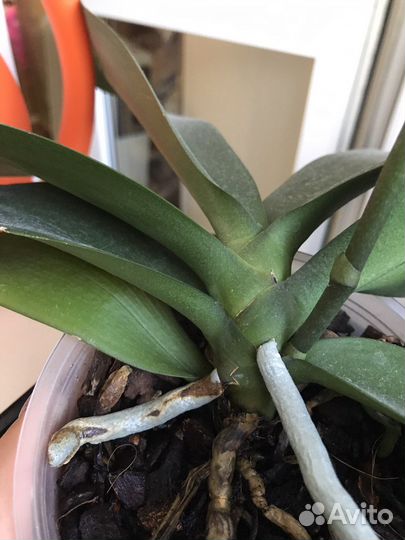 Орхидея Горизонт