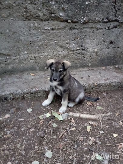 Маленьким Дэну и Рэму нужен дом