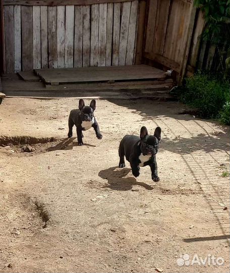 Французский бульдог щенки девочки