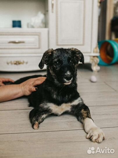 Щенок в добрые руки