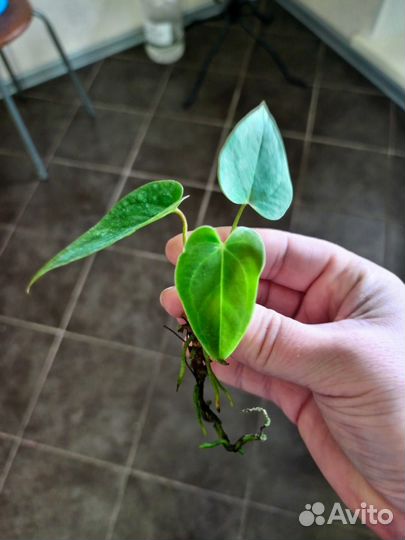 Антуриум красный