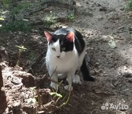 Спасти котика с улицы