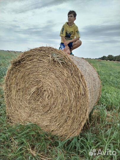 Сено, судака 350кг