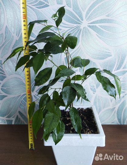 Фикусы сортовые разные