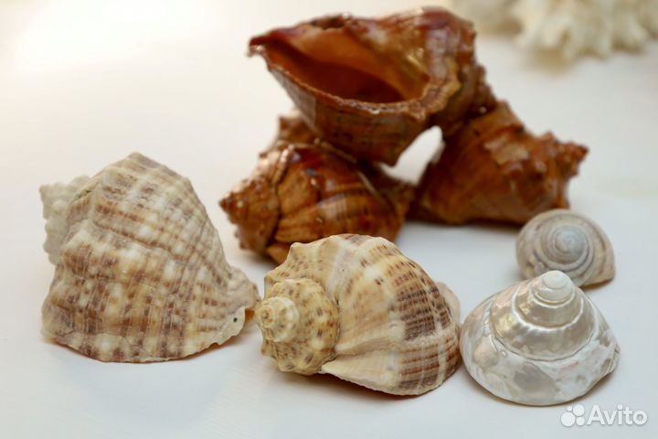 Морские ракушки и коралл