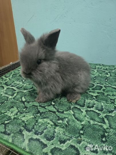 Мини кролики
