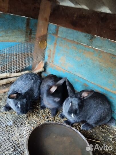 Кролик самки