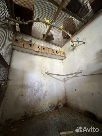 Попугаи Карелла