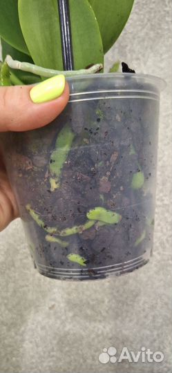 Орхидея Фаленопсис А-ля Моушен