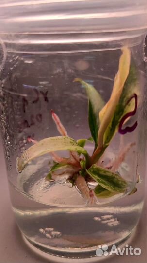 Филодендрон Карамель Марбл