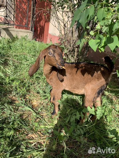 Коза нубийская