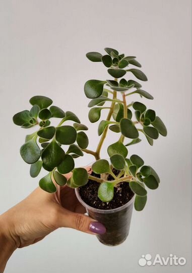 Аихризон или Дерево любви