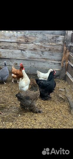 Продам кур