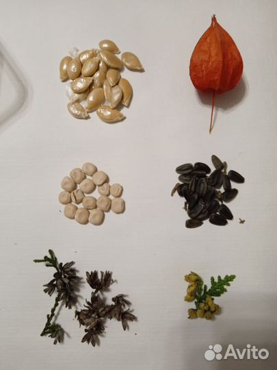 Природный материал для поделок семена