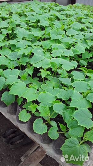 Рассада овощей