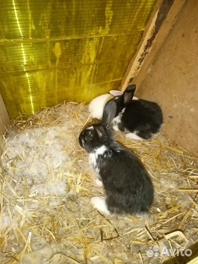Кролики мясных пород