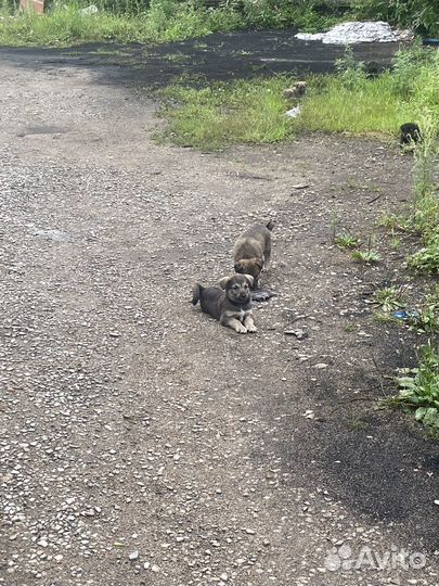 Щенок в добрые руки