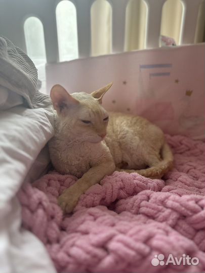 Кошки корниш-рекс