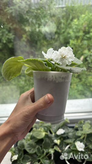 Фиалка взрослая цветущая белый жемчуг