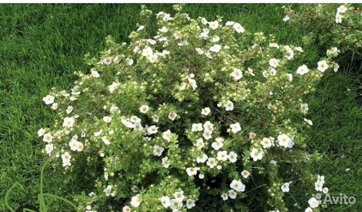 Туя брабант