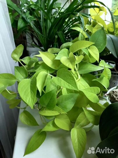 Эпипремнум Неон / Голден потос