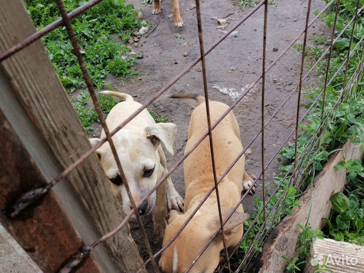 Щенки питбуля