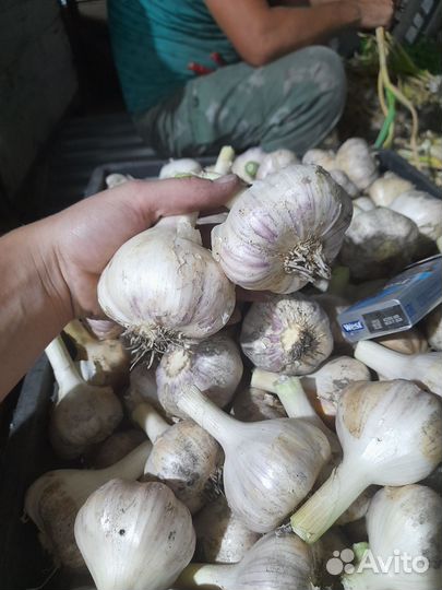 Чеснок