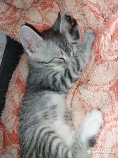 Котёнок девочка в добрые руки