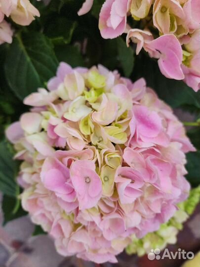 Гортензия цветущая