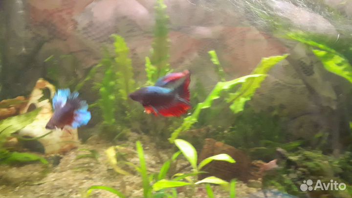 Петушки. Аквариумные рыбки