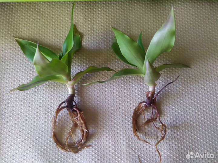 Растение золотой ус (каллисия)