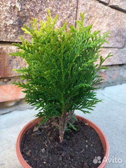 Туя Даника Смарагд Брабант Вудварди Мики