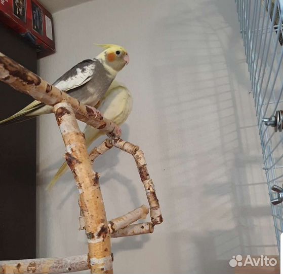 Попугай корелла ручной