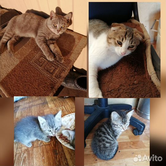 Кошки в добрые руки
