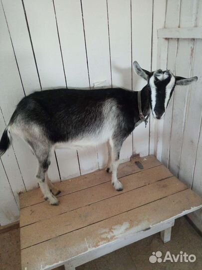 Коза дойная молочная