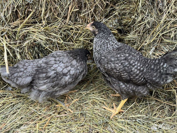 Kуpы нeсушки молодки