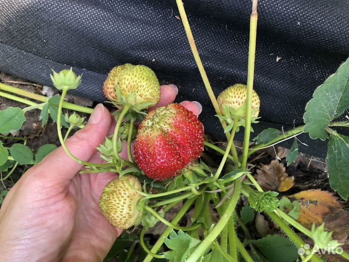 Клубника саженцы Кимберли 70 р