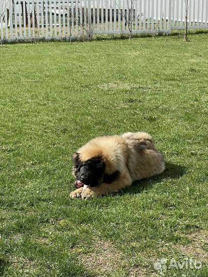 Леонбергер