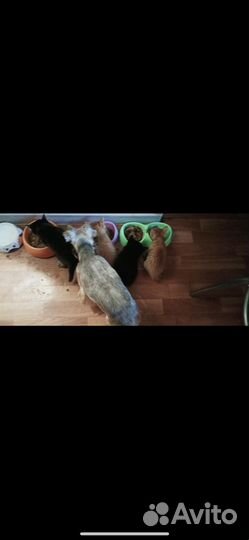 Котята в добрые руки