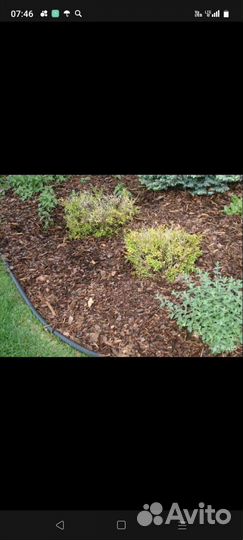 Мульча лиственницы