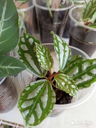 Комнатные цветы: Руэллия, клеродендрум, пилея