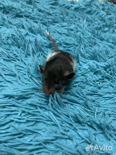 Крысята дамбо