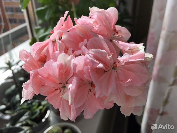 Пеларгония (герань) Шелк Лагуна