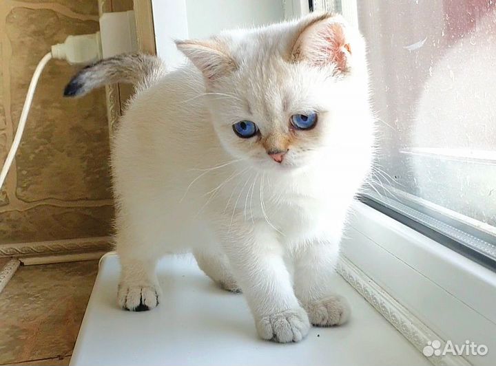 Шотландская шиншилла поинт