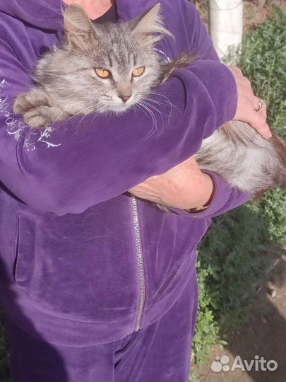 Кошка ищет дом