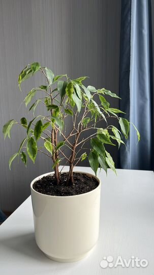 Фикус бенджамина пестролистный
