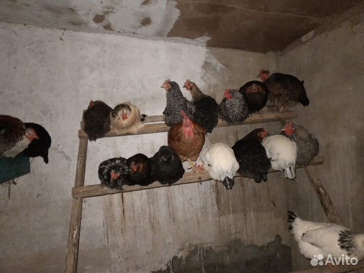 Инкубационное яйцо