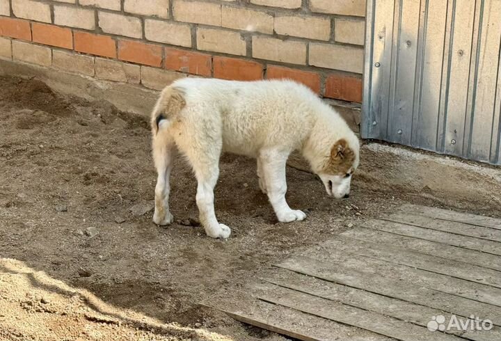 Щенки сао (Алабай)