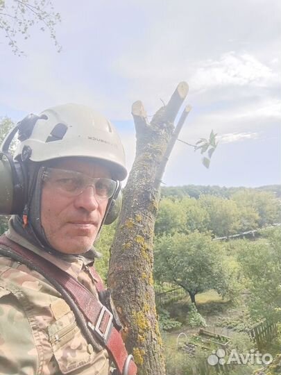 Спил деревьев