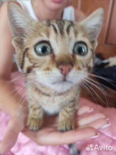 Бенгальская леопардовая кошка в добрые руки